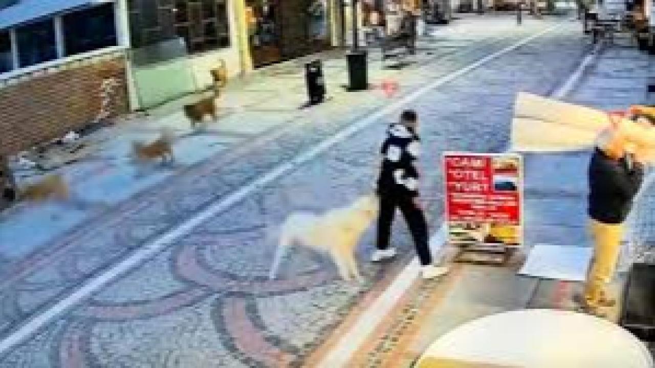 Edirne’de başıboş köpek saldırısı: 19 yaşındaki genç yaralandı