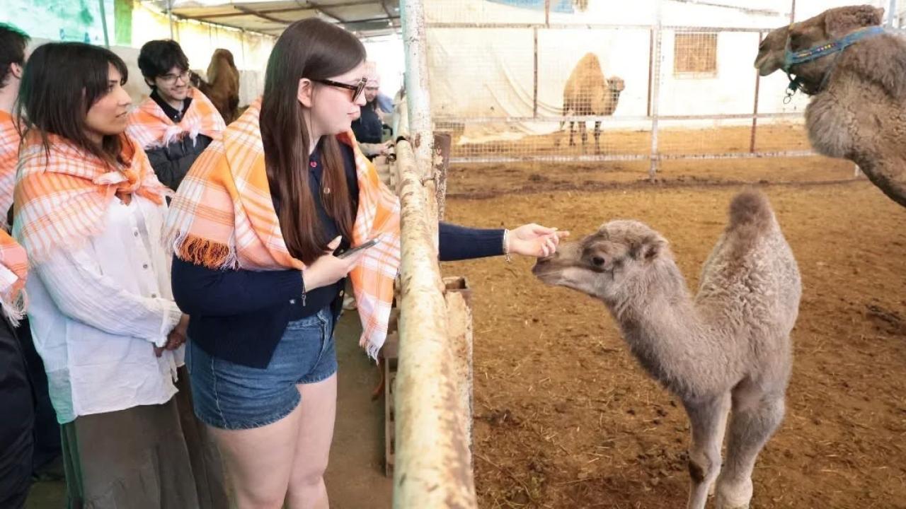 Estonyalı öğrenciler deve çiftliğini gezdi