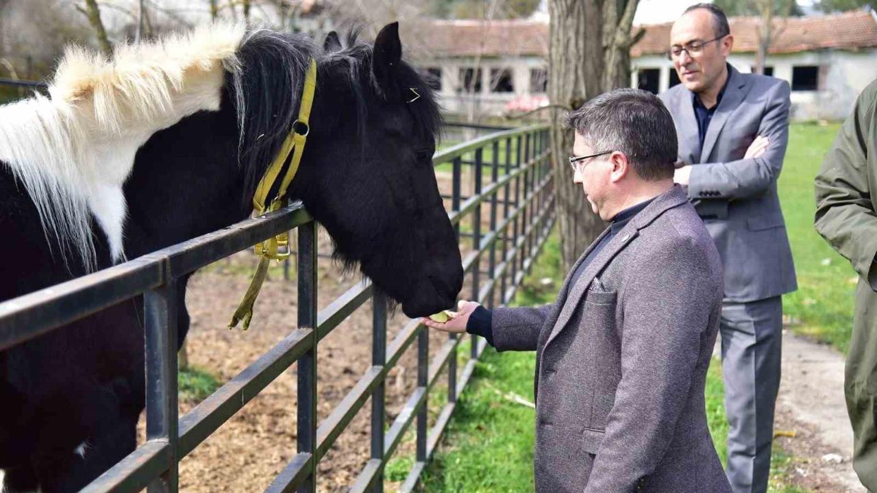 İlk tüp tay Balat 2 yaşında