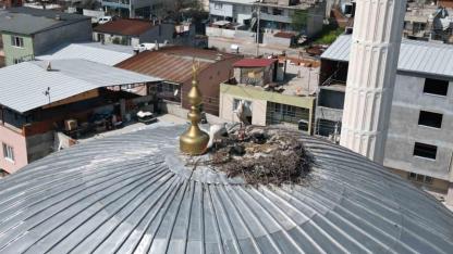 Kubbedeki leylekler mahalle yaşantısına renk katıyor