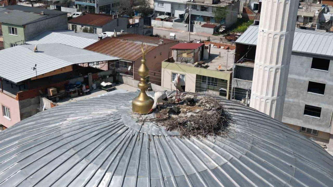 Kubbedeki leylekler mahalle yaşantısına renk katıyor