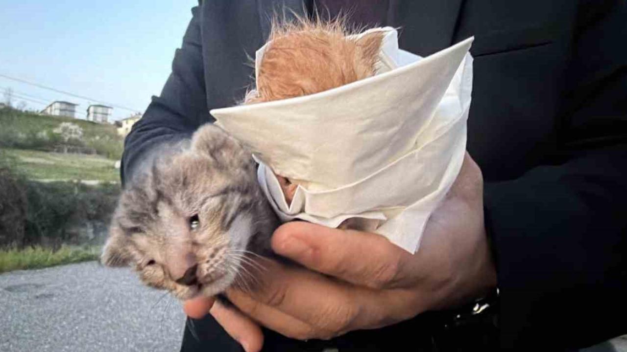 Küçük kızın duyarlılığı sayesinde 2 yavru kedi kurtarıldı