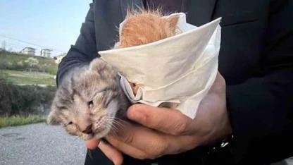 Küçük kızın duyarlılığı sayesinde 2 yavru kedi kurtarıldı