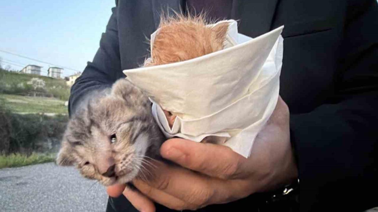 Küçük kızın duyarlılığı sayesinde 2 yavru kedi kurtarıldı