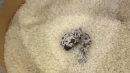 Mersin’de skandal görüntü: Pirinçten kedi dışkısı çıkan markete ceza