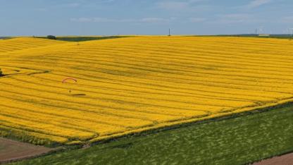 Tekirdağ’da sarı şölen: Paramotorlar sarı tarlaları gezdi