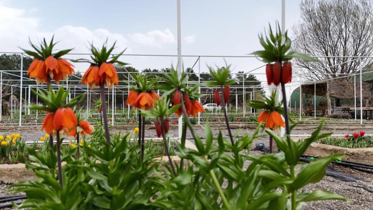 Yılda sadece 20 gün yaşıyor