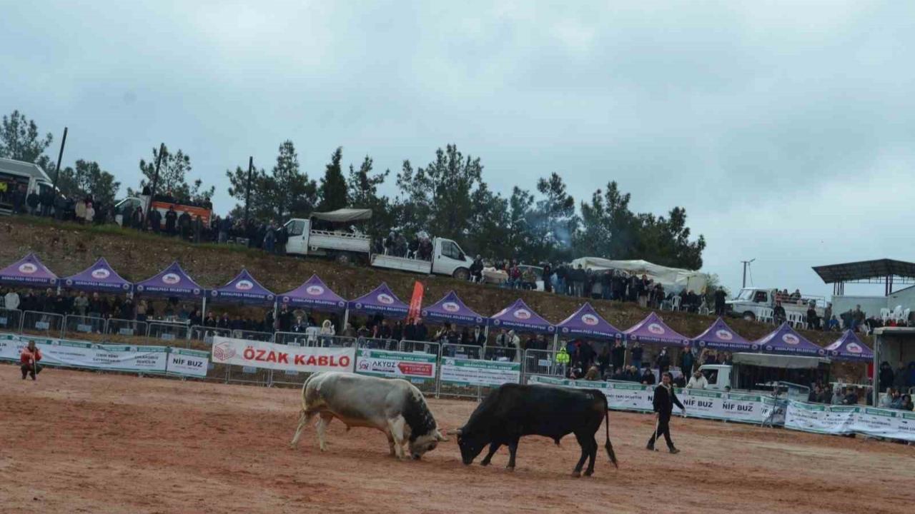 İzmir’de 3. Boğa Güreşleri Festivali heyecanı yaşandı