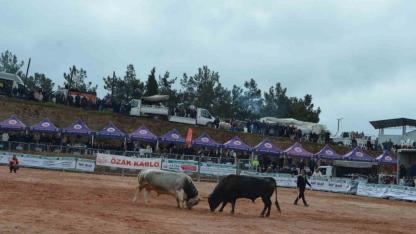 İzmir’de 3. Boğa Güreşleri Festivali heyecanı yaşandı