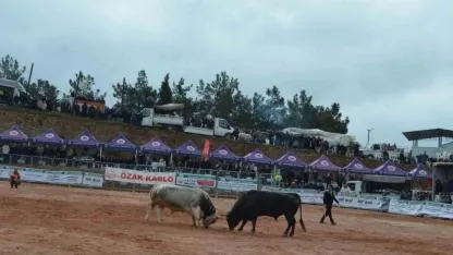 İzmir’de 3. Boğa Güreşleri Festivali heyecanı yaşandı