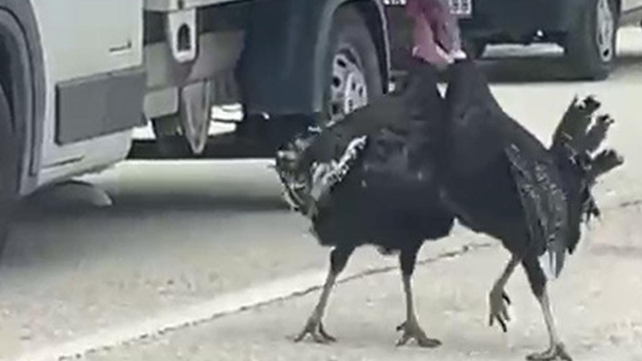 Yol ortasındaki hindi kavgası trafiği durdurdu