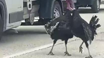 Yol ortasındaki hindi kavgası trafiği durdurdu