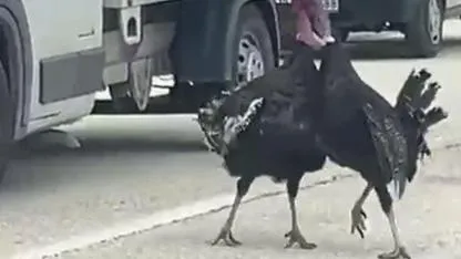Yol ortasındaki hindi kavgası trafiği durdurdu